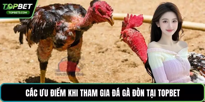 Các ưu điểm khi tham gia đá gà đòn tại TOPBET