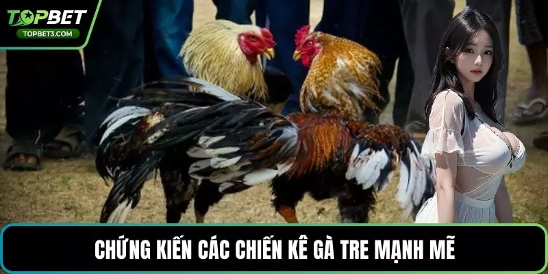 Chứng kiến các chiến kê gà tre mạnh mẽ