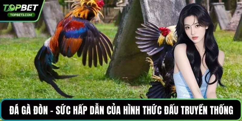 Đá gà đòn - sức hấp dẫn của hình thức đấu truyền thống