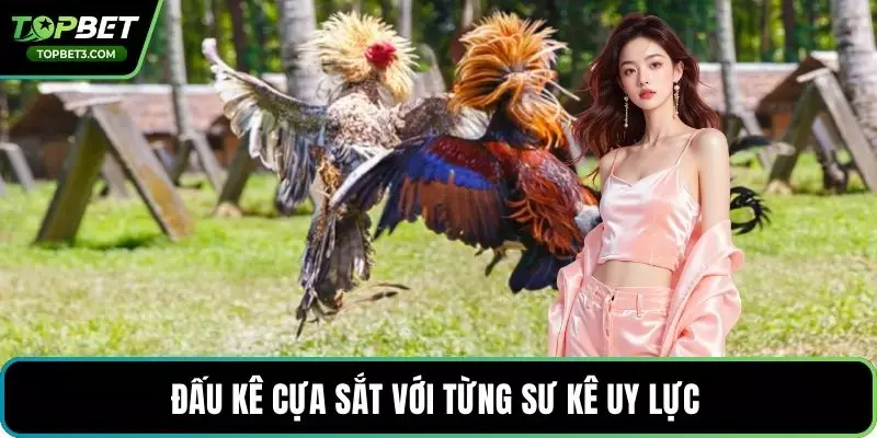 Đấu kê cựa sắt với từng sư kê uy lực 