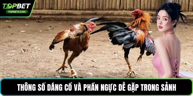 Thông số dáng cổ và phần ngực dễ gặp trong sảnh