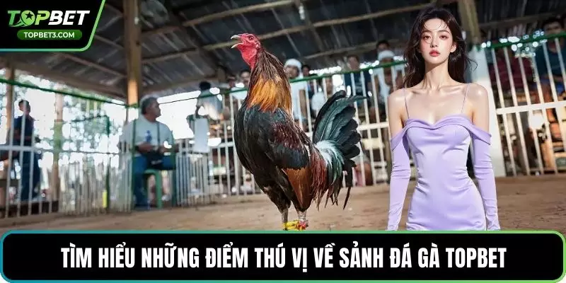 Tìm hiểu những điểm thú vị về sảnh đá gà TOPBET